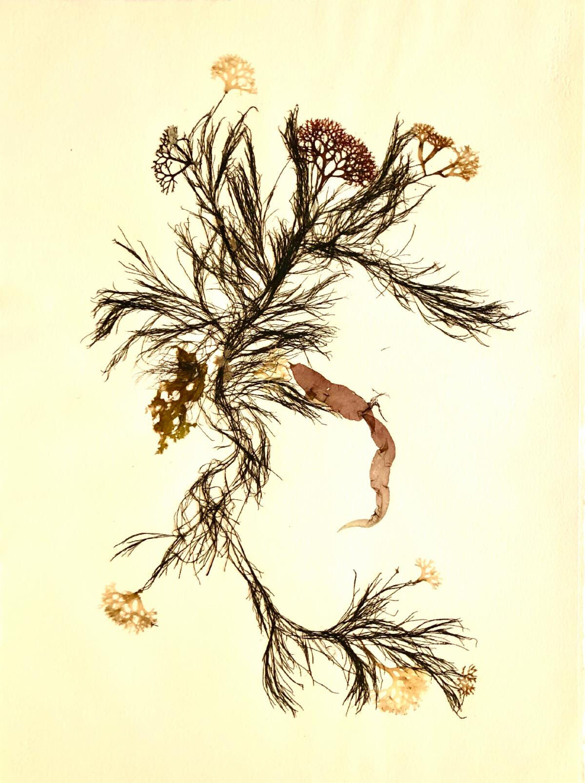 Sandra Harper